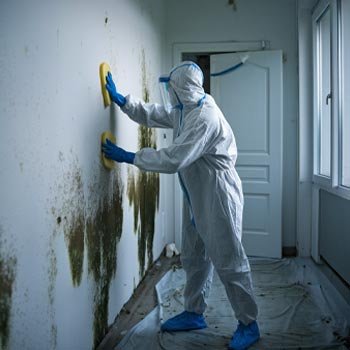 South Carolina Mold Remediation